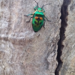 Scutiphora pedicellata (Metallic Jewel Bug) at QPRC LGA - 21 Jan 2018 by natureguy