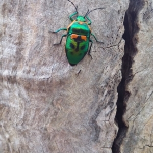 Scutiphora pedicellata at Wamboin, NSW - 22 Jan 2018 07:57 AM