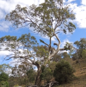 Eucalyptus melliodora at Conder, ACT - 3 Feb 2018