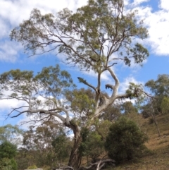 Eucalyptus melliodora (Yellow Box) at Conder, ACT - 3 Feb 2018 by michaelb