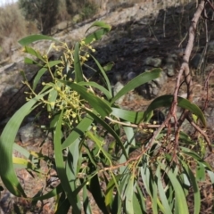 Acacia implexa (Hickory Wattle, Lightwood) at Rob Roy Range - 3 Feb 2018 by MichaelBedingfield