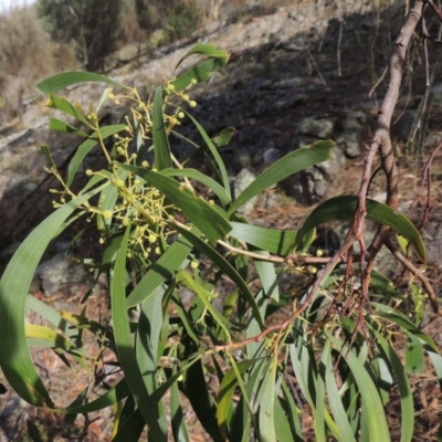 Acacia implexa (Hickory Wattle, Lightwood) at Rob Roy Range - 3 Feb 2018 by MichaelBedingfield