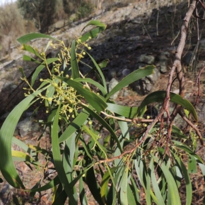 Acacia implexa (Hickory Wattle, Lightwood) at Rob Roy Range - 3 Feb 2018 by michaelb
