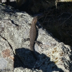 Egernia cunninghami (Cunningham's Skink) at Majura, ACT - 10 Feb 2018 by WalterEgo