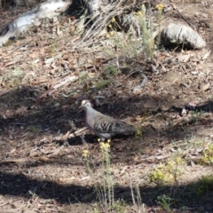 Phaps chalcoptera (Common Bronzewing) at Majura, ACT - 11 Feb 2018 by WalterEgo