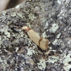 Chrysonoma fascialis (A concealer moth) at Rob Roy Range - 3 Feb 2018 by michaelb