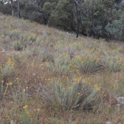 Chrysocephalum semipapposum (Clustered Everlasting) at Conder, ACT - 3 Feb 2018 by MichaelBedingfield