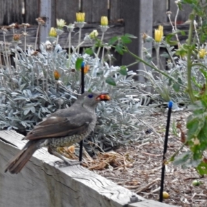 Ptilonorhynchus violaceus at Macarthur, ACT - 5 Feb 2018