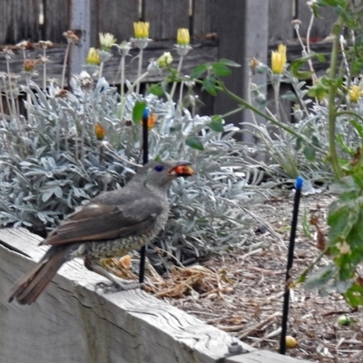 Ptilonorhynchus violaceus (Satin Bowerbird) at Macarthur, ACT - 5 Feb 2018 by RodDeb