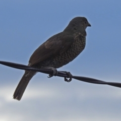 Ptilonorhynchus violaceus at Macarthur, ACT - 5 Feb 2018 05:52 PM