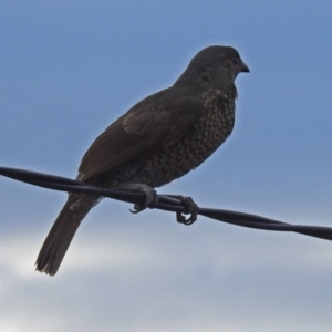 Ptilonorhynchus violaceus at Macarthur, ACT - 5 Feb 2018 05:52 PM