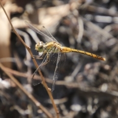 Diplacodes bipunctata (Wandering Percher) at Hawker, ACT - 10 Feb 2018 by Alison Milton