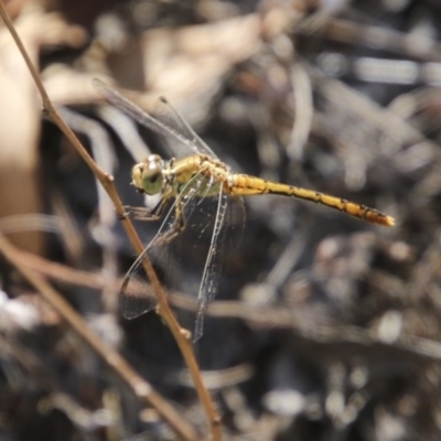 Diplacodes bipunctata (Wandering Percher) at Hawker, ACT - 10 Feb 2018 by Alison Milton