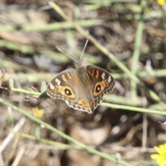 Junonia villida (Meadow Argus) at The Pinnacle - 10 Feb 2018 by Alison Milton