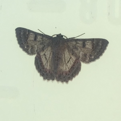 Crypsiphona ocultaria (Red-lined Looper Moth) at Kambah, ACT - 11 Feb 2018 by George