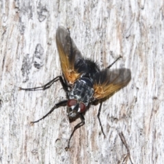 Chetogaster violacea/viridis (complex) (Bristle Fly) at The Pinnacle - 10 Feb 2018 by Alison Milton