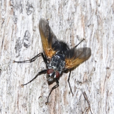 Chetogaster violacea/viridis (complex) (Bristle Fly) at Dunlop, ACT - 11 Feb 2018 by AlisonMilton