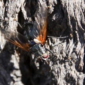 Chetogaster violacea/viridis (complex) at Dunlop, ACT - 11 Feb 2018 10:44 AM