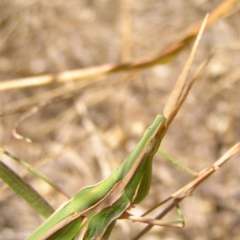 Acrida conica (Giant green slantface) at Molonglo Valley, ACT - 11 Feb 2018 by MatthewFrawley