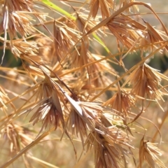 Themeda triandra (Kangaroo Grass) at Molonglo Valley, ACT - 11 Feb 2018 by MatthewFrawley
