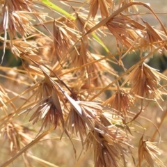 Themeda triandra (Kangaroo Grass) at Molonglo River Reserve - 11 Feb 2018 by MatthewFrawley