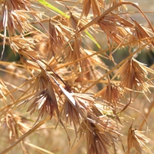 Themeda triandra at Molonglo River Reserve - 11 Feb 2018