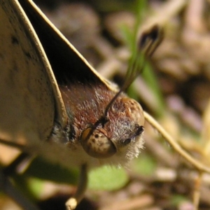 Junonia villida at Molonglo River Reserve - 11 Feb 2018 11:28 AM