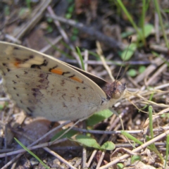 Junonia villida at Molonglo River Reserve - 11 Feb 2018 11:28 AM