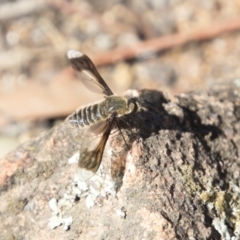 Comptosia sp. (genus) (Unidentified Comptosia bee fly) at Dunlop, ACT - 11 Feb 2018 by AlisonMilton