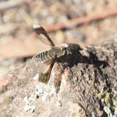 Comptosia sp. (genus) (Unidentified Comptosia bee fly) at The Pinnacle - 10 Feb 2018 by Alison Milton