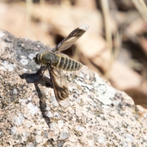 Comptosia sp. (genus) at Dunlop, ACT - 11 Feb 2018