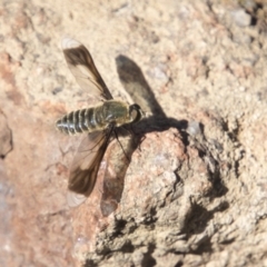 Comptosia sp. (genus) at Dunlop, ACT - 11 Feb 2018