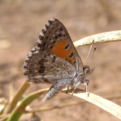 Lucia limbaria (Chequered Copper) at Molonglo Valley, ACT - 10 Feb 2018 by MatthewFrawley