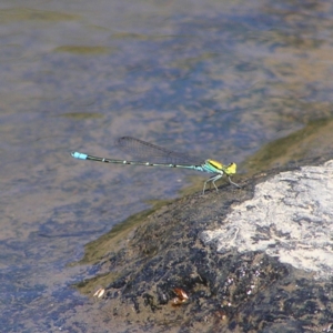 Pseudagrion aureofrons at Molonglo River Reserve - 11 Feb 2018 11:06 AM