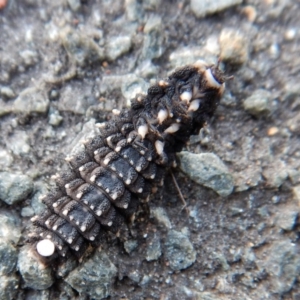 Porrostoma rhipidium at Belconnen, ACT - 11 Feb 2018 06:54 AM