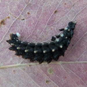 Porrostoma rhipidium at Belconnen, ACT - 11 Feb 2018 06:54 AM