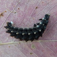 Porrostoma rhipidium at Belconnen, ACT - 11 Feb 2018