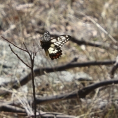 Papilio anactus (Dainty Swallowtail) at The Pinnacle - 11 Feb 2018 by Alison Milton