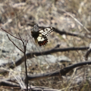 Papilio anactus at Dunlop, ACT - 11 Feb 2018 11:05 AM