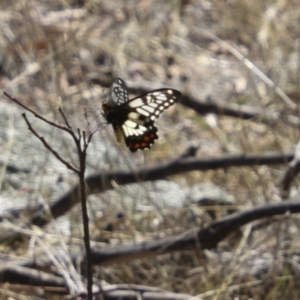 Papilio anactus at Dunlop, ACT - 11 Feb 2018