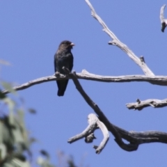 Eurystomus orientalis (Dollarbird) at Hawker, ACT - 11 Feb 2018 by AlisonMilton