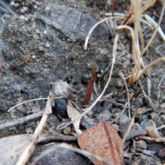 Corunastylis cornuta (Horned Midge Orchid) at Aranda, ACT - 10 Feb 2018 by CathB