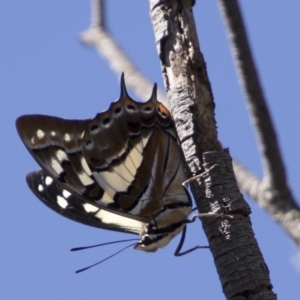 Charaxes sempronius at Dunlop, ACT - 11 Feb 2018