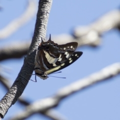 Charaxes sempronius at Dunlop, ACT - 11 Feb 2018 11:02 AM