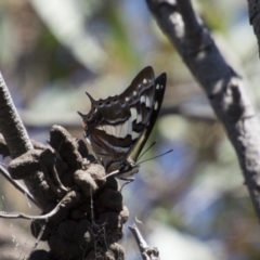 Charaxes sempronius at Dunlop, ACT - 11 Feb 2018