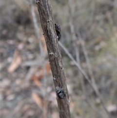 Simaetha sp. (genus) (Unidentified Brown jumper) at Aranda Bushland - 6 Feb 2018 by CathB