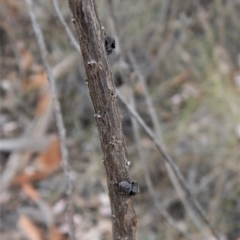 Simaetha sp. (genus) at Belconnen, ACT - 6 Feb 2018