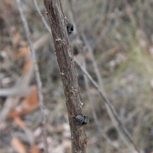 Simaetha sp. (genus) at Belconnen, ACT - 6 Feb 2018 05:42 PM