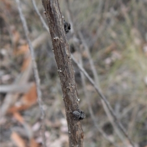 Simaetha sp. (genus) at Belconnen, ACT - 6 Feb 2018