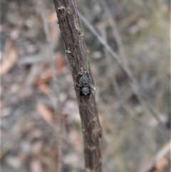 Simaetha sp. (genus) at Belconnen, ACT - 6 Feb 2018